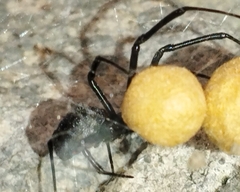 Latrodectus mactans