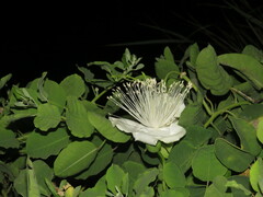 Capparis sandwichiana
