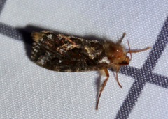 Korscheltellus gracilis