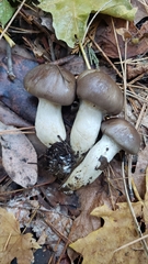 Cortinarius cylindripes