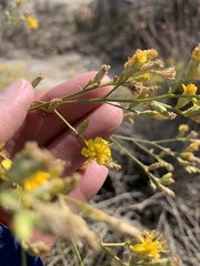 Gutierrezia californica