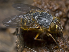 Calliphora hilli