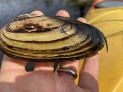 Unionidae