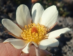 Dryas integrifolia