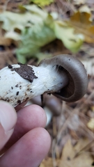Cortinarius cylindripes