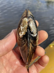 Unionidae