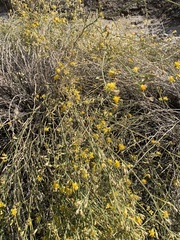 Gutierrezia californica