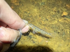 Etheostoma olmstedi