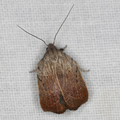 Tortricopsis pyroptis