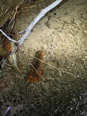 Euastacus