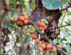 Lepiderema sericolignis