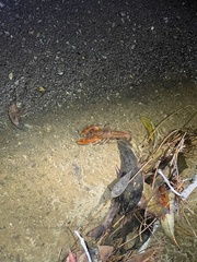 Euastacus