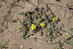 Sibbaldianthe bifurca