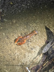 Euastacus