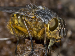 Calliphora hilli