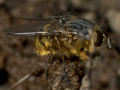 Calliphora hilli