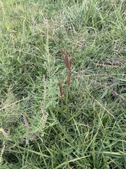 Asclepias linearis