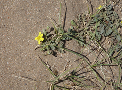 Sibbaldianthe bifurca