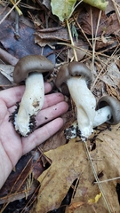 Cortinarius cylindripes