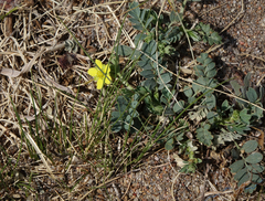 Sibbaldianthe bifurca