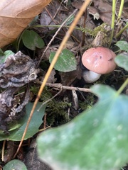 Gomphidius subroseus