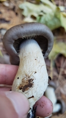 Cortinarius cylindripes