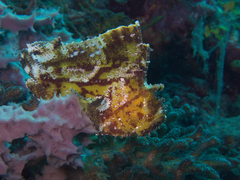 Taenianotus triacanthus