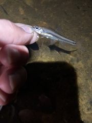 Notropis petersoni