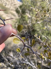 Pseudoziziphus parryi