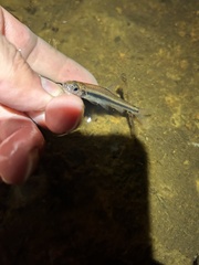 Notropis petersoni