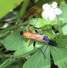 Ctenochares bicolorus