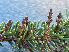 Arceuthobium pusillum