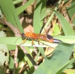 Ctenochares bicolorus