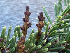 Arceuthobium pusillum