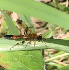 Ctenochares bicolorus
