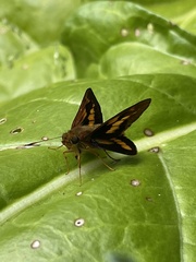 Cephrenes augiades