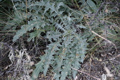 Cirsium ochrocentrum