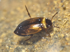 Bidessini