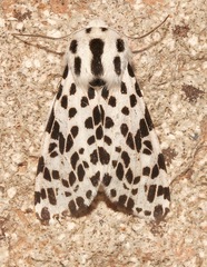 Hypercompe permaculata