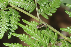 Melangyna
