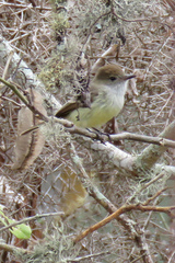 Myiarchus magnirostris