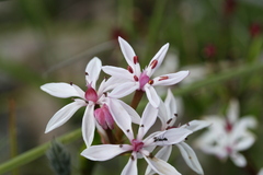 Burchardia multiflora