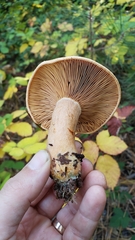 Lactarius rubrilacteus