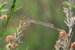 Austrolestes analis