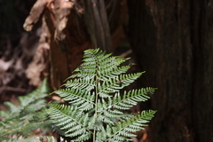 Melangyna