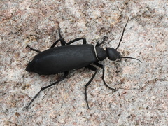 Epicauta segmenta