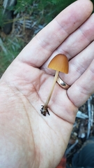 Conocybe