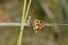 Trapezites phigalioides