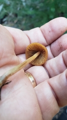 Conocybe