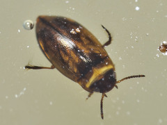 Bidessini